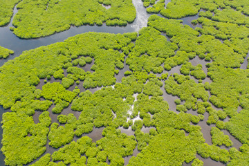 Mangroves, top view. Mangrove forest and winding rivers. Tropical background. The nature of the Philippines.