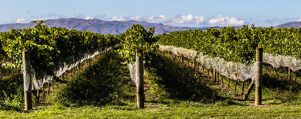 Neuseeland Weingut Reben Trauben 1 