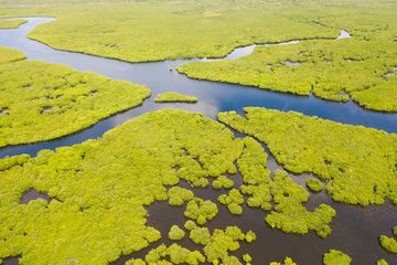 Mangroves, top view. Mangrove forest and winding rivers. Tropical background. The nature of the Philippines.