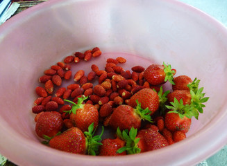 Sweet wild forest fruits collected in a plastic bowl