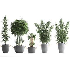 Fototapeta premium bamboo trees in pots on a white background