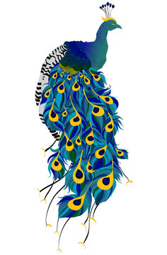 Vector peacock. Vector Image. Scalable to any size.Icon for Site