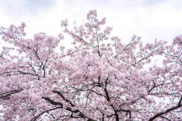 Sakura Cherry blossom Nagano Japan