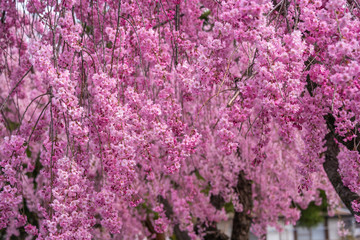 Sakura Cherry blossom Nagano Japan