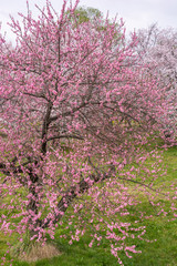 View of Cherry blossom trees Chikuma River Park