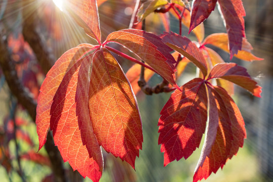 Red autumn leaf of a virginia creeper on a sunny day