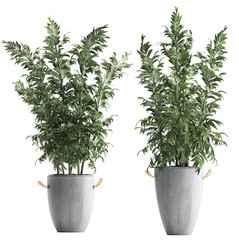 bamboo trees in pots on a white background
