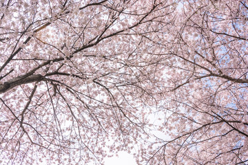 Obraz premium View of Cherry blossom trees Chikuma River River Park