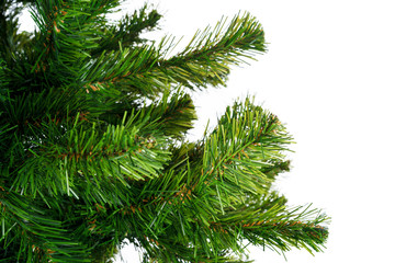 Fir tree branches close up against white background, copy space