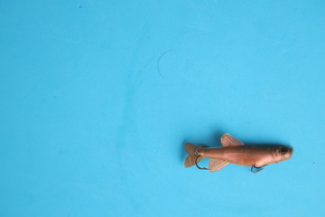 fish-shaped fishing lure on color background