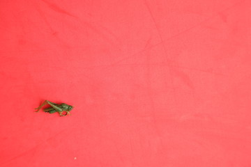 Grasshopper shaped fishing lure on color background