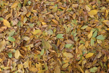  Fallen leaves on the ground. Colorful background of fallen autumn leaves.