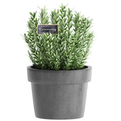 Decorative rosemary on a white background in pots