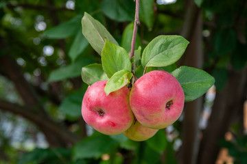 Red Ripe apples on a branch on a background of green foliage. Close-up on a sunny day