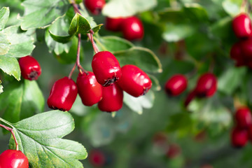 Bunch of ripe red berries of hawthorn, close up