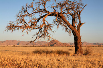 Einseitiger Baum