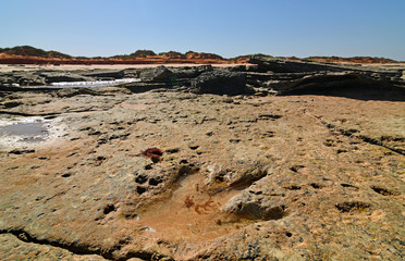 Dinosaur footprint embedded in ancient beachside rock, Broome Australia.