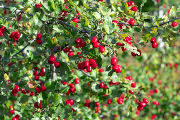 Bunches of ripe red berries of hawthorn, close up