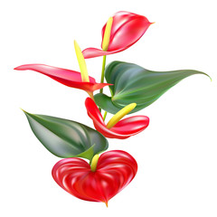 Obraz premium Tropikalne kwiaty. Anthurium. Tle kwiatów. Czerwony. Zielony. Odosobniony.