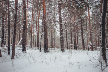 winter forest