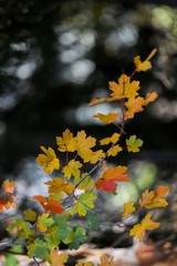 Season of beautiful autumn leaves.artvin