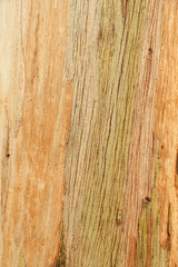 Fototapeta na wymiar eucalyptus wood texture 