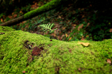 Fern leaf on mossy trunk 