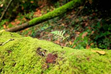 Fern leaf on mossy trunk 