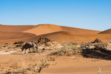Oryx dans le d&eacute;sert de sossusvlei en Namibie, Afrique