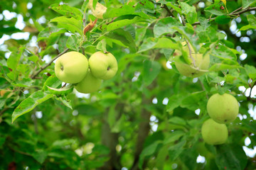Green apples on the branch
