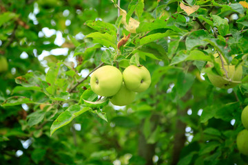 Green apples on the branch