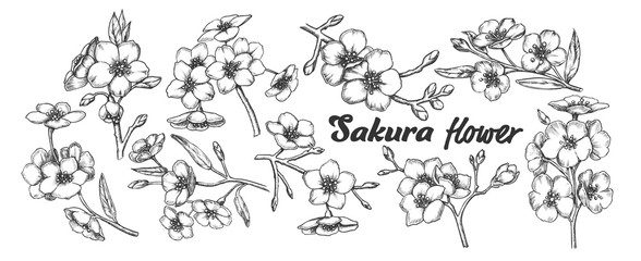 Fototapeta na wymiar Sakura Collection Tree Branches Set Vintage Vector. Assortment Of Sakura Twigs With Flowers, Buds And Leaves. Engraving Template Pencil Drawn In Retro Style Black And White Illustrations