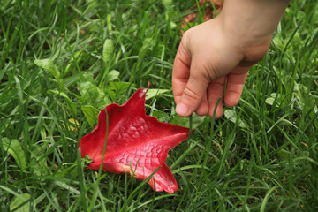 children's hand reaches for a red autumn leaf in the grass, close-up