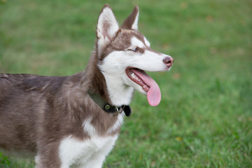 Cute siberian husky puppy is standing on a green grass in the park. Pet animals.