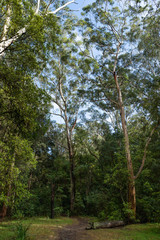 Empty sunny forest in the morning view.