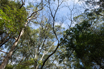 Dense tree leaves and branch with blue sky background.