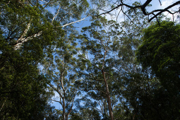 Looking up view of dense tree in the forest with blue sky.
