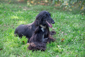 Cute afghan hound is lying on a green meadow. Eastern greyhound or persian greyhound. Pet animals.