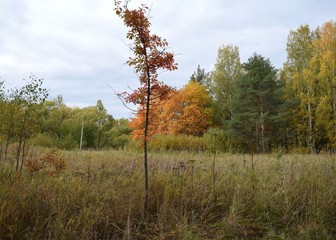 trees in the autumn