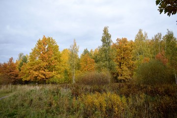 Fototapeta premium yellow trees in autumn