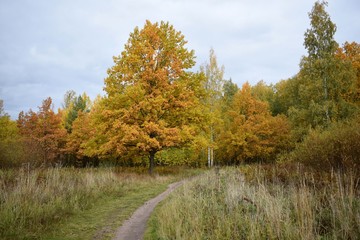 Fototapeta premium autumn in the park