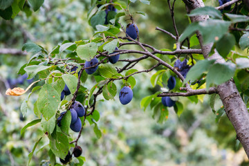 Plum trees in September in Dilijan, Armenia