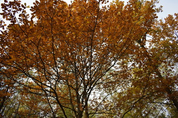 Fototapeta premium tree in autumn