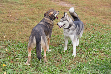 Cute siberian husky and multibred dog are playing in the autumn park.