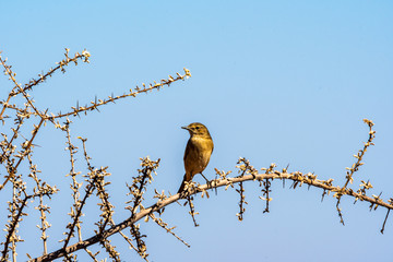 Oiseau en Namibie, Afrique