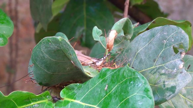 Little bird Amadin arranges its nest among green tropical foliage