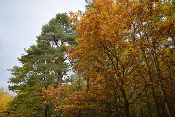 Naklejka premium yellow maple tree in autumn