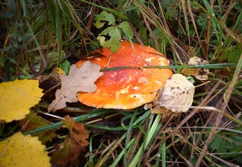 autumn mushrooms in the grass