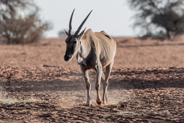 Koudou au parc national d'etosha en Namibie, Afrique
