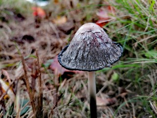mushroom in the forest